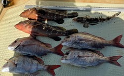 4月、5月(^_^;)釣り🎣企画