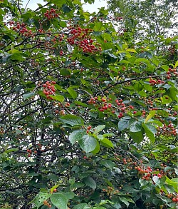 5月さくらんぼ🍒収穫祭